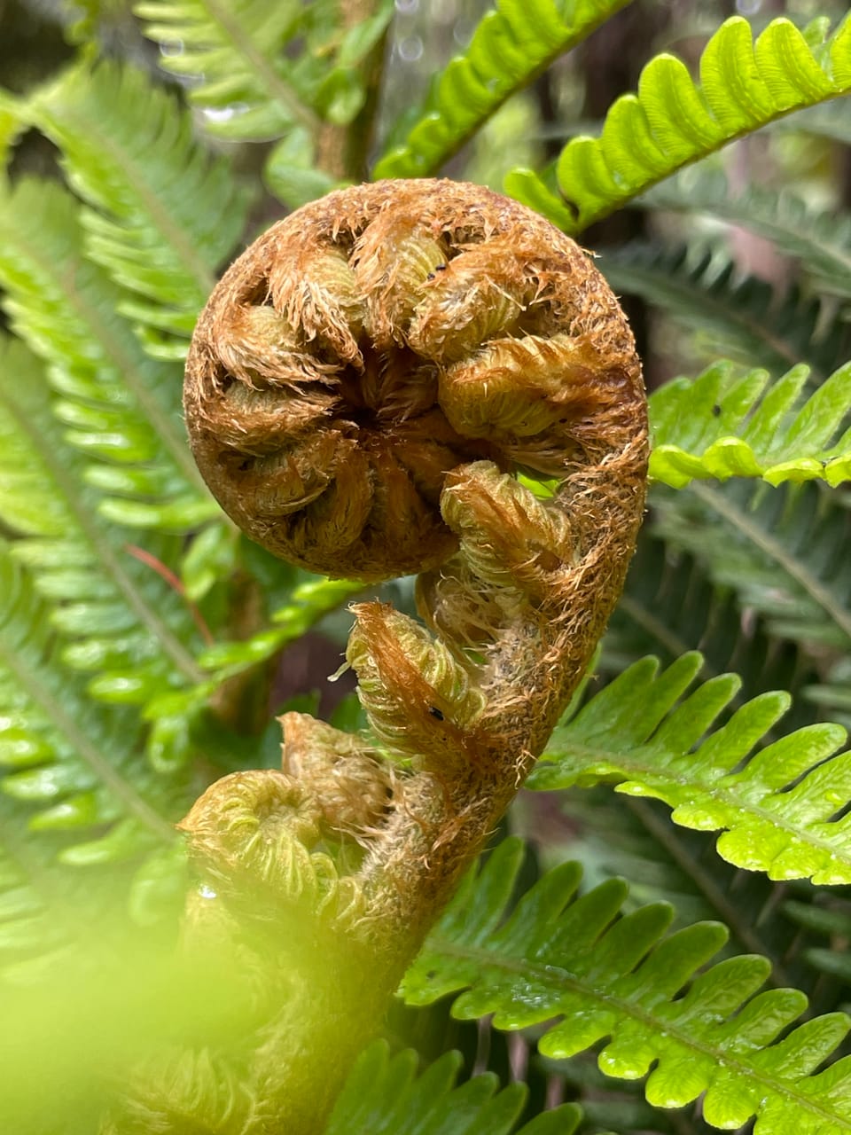 Welcome to this unfolding space, Kaonawehi